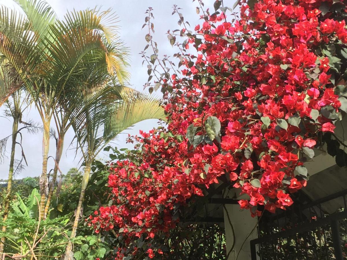 Finca Flora Del Rio, Habitacion Las Orquideas Pijao 外观 照片
